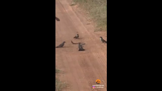Stado wściekłych ptaków łączy siły i atakuje węża!