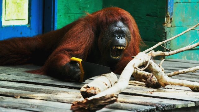 Orangutan piłuje drewno.