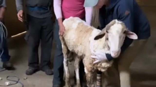 Uratowanie cierpiącej owcy i usunięcie 40 kg wełny