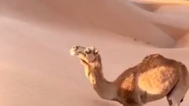 Jak wielbłądy wspinają się na wydmy