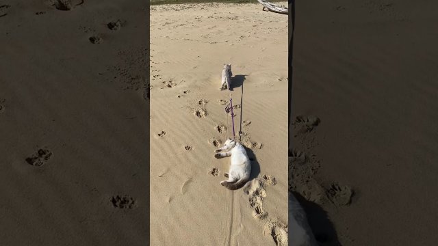 Kot na smyczy zaciągnął swojego leniwego przyjaciela na plażę