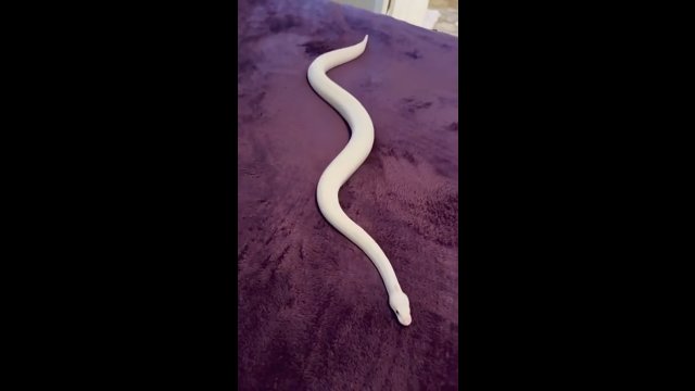 Pluszowy koc działa dla węża tak jak bieżnia