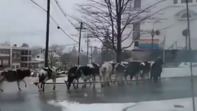 W ciężarówce otworzyły się drzwi i krowy uciekły z niej na miasto