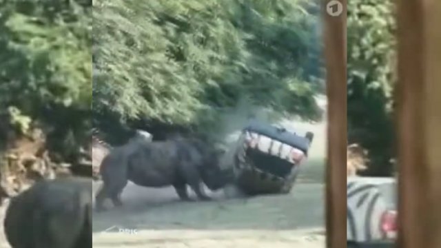 Parkowanie przed rozjuszonym nosorożcem