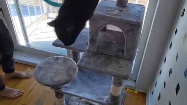 Kot wpada w szał radości zawsze, kiedy usłyszy automatyczny podajnik jedzenia