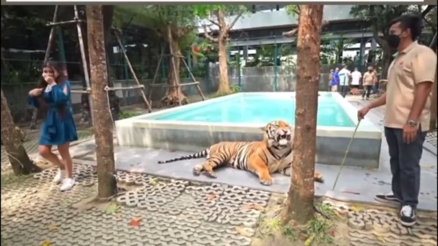 Turyści niepokoją tygrysa w buddyjskim klasztorze w Tajlandii