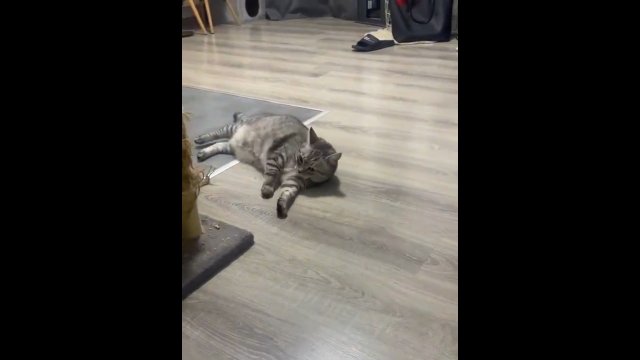 Kot akrobata! Wspaniały sposób wyrażania radości