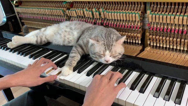 Najlepsza kołysanka - rytmiczny masaż dla kotka