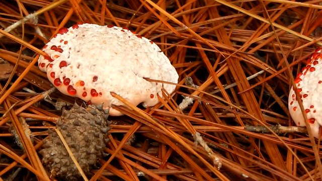 Ten grzyb - Kolczakówka piekąca - wygląda jak wyjęty z horroru