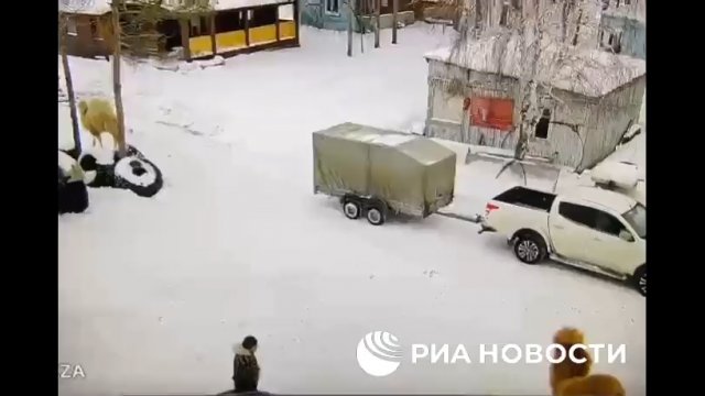 Syberia. Wielbłąd zagryzł Rosjanina, który uderzył go w pysk [WIDEO]