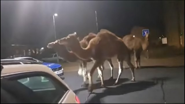 Niemiecki taksówkarz został sterroryzowany przez... wielbłądy [WIDEO]