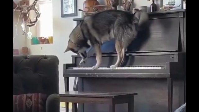 Husky gra na pianinie i śpiewa [WIDEO]