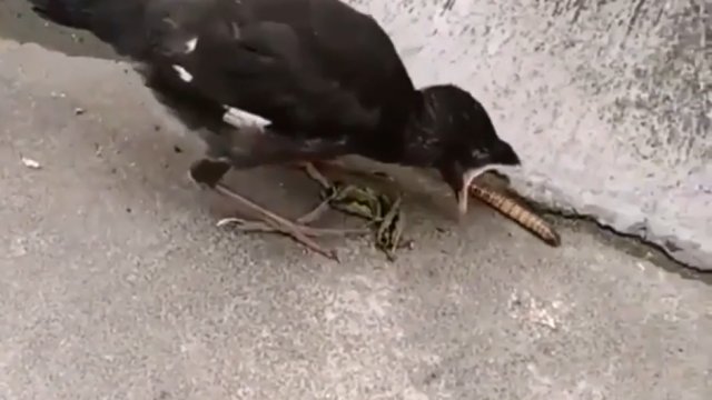 Mały ptak próbuje pierwszy raz samodzielnie zjeść robaka