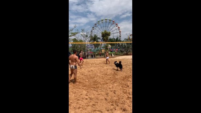 Co za rozegranie! Niesamowity pies gra w siatkówkę plażową [WIDEO]