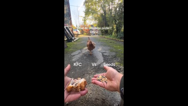 Co wybierze kura? KFC, czy ziarno?