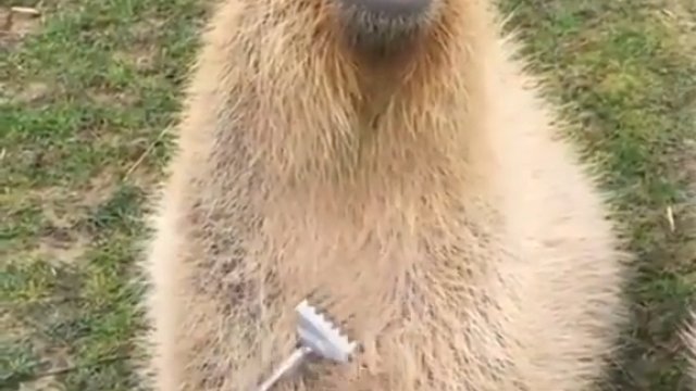 Drapanie kapibary