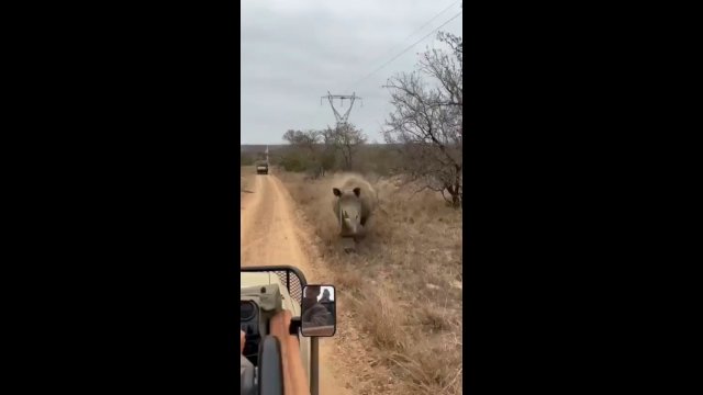 Rozwścieczony nosorożec gonił samochód z turystami i za nic nie chciał odpuścić