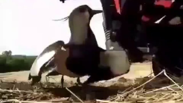 Ptak chroni swoje jajeczka przed rolnikiem