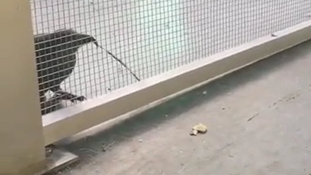 Ptak znajduje sposób aby zdobyć jedzenie