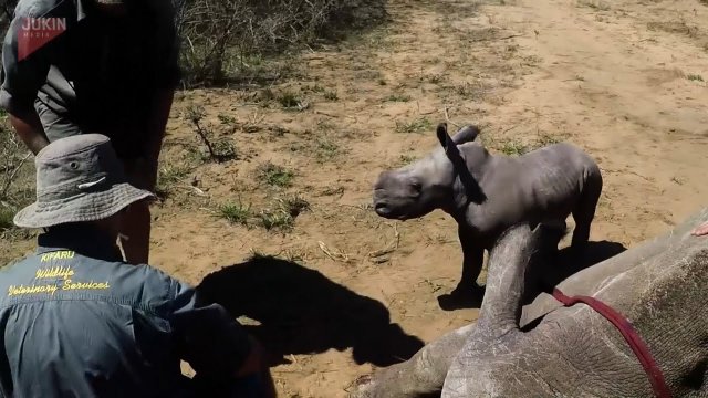 Mały nosorożec broni swoją mamę
