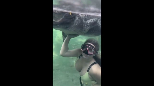 Uzależniona od adrenaliny kobieta pływała pod wodą z gigantycznym aligatorem
