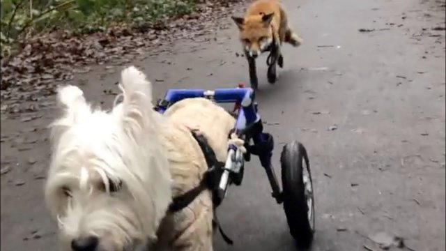 Sparaliżowany pies został przewodnikiem niewidomego lisa