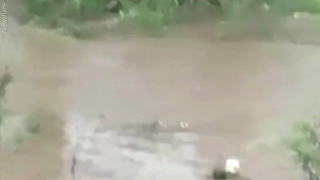 Suczka ratuje szczeniaka podczas powodzi w Chinach