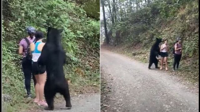Niedźwiedź na szlaku w Meksyku zaczepił i objął turystkę [WIDEO]