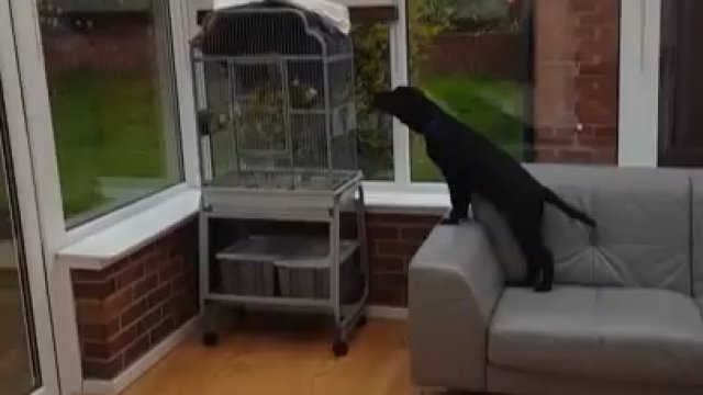 Papuga naśladuje szczeniaka