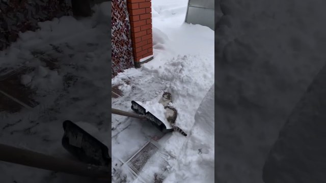 Reakcja kota na śnieg? On go po prostu uwielbia