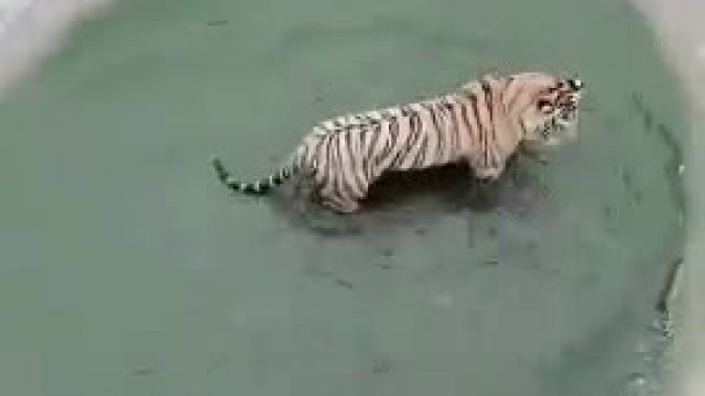 Kaczuszka denerwuje tygryska