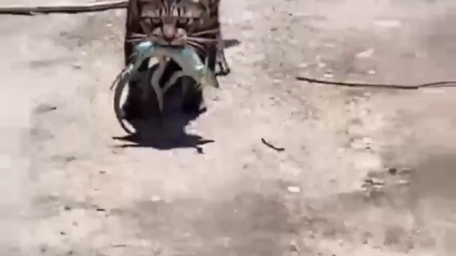 Kot złapał jaszczurkę, ale postanowił wypuścić swoją zdobycz