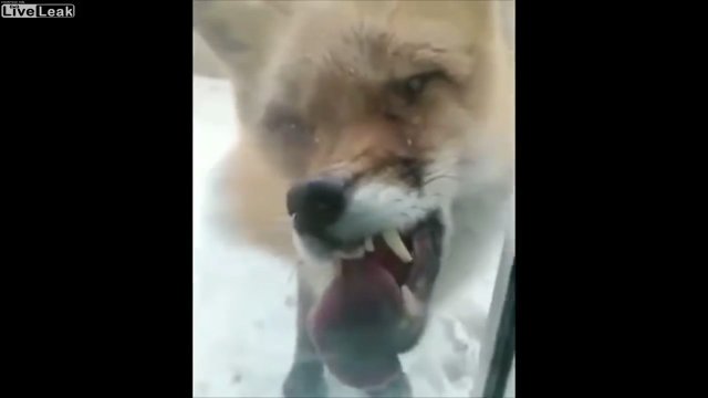 Wściekły lis zachowujący się jak zombie