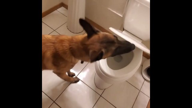 Ten pies korzysta z toalety. Nawet spuszcza po sobie wodę i opuszcza deskę! [WIDEO]