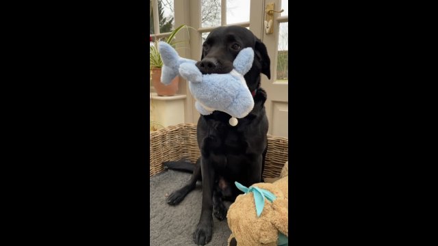 Labrador jest bardzo zadowolony ze swojej nowej zabawki