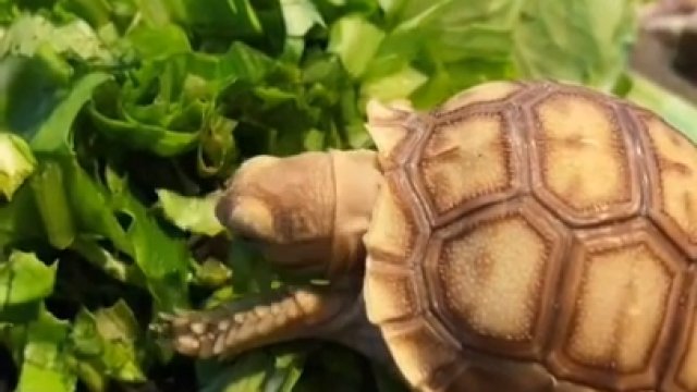 Karmienie armii małych żółwików
