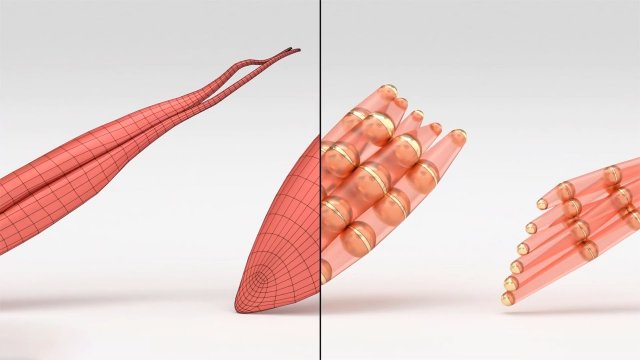 Realistyczna symulacja mięśni człowieka w czasie rzeczywistym