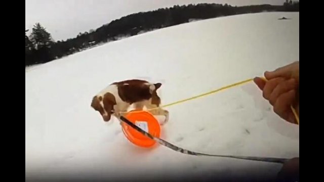 Pies pomógł wyciągnąć swojego pana, który wpadł do zamarzniętego jeziora [WIDEO]