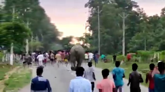 Drażnił Rajesh słoni kilka słoń mu wyjaśnił że to pomyłka