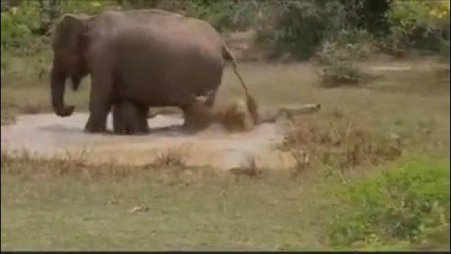 Słoń kontra krokodyl. Dramatyczne nagranie z safari