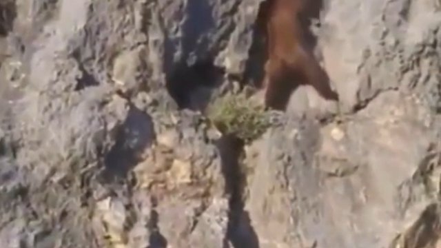 Niedźwiedź wspina się po skalnej ściance