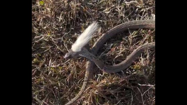 Znaleziono węża z białymi włosami na głowie [WIDEO]