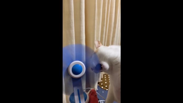 Kot postanowił sprawdzić jak smakuje wentylator