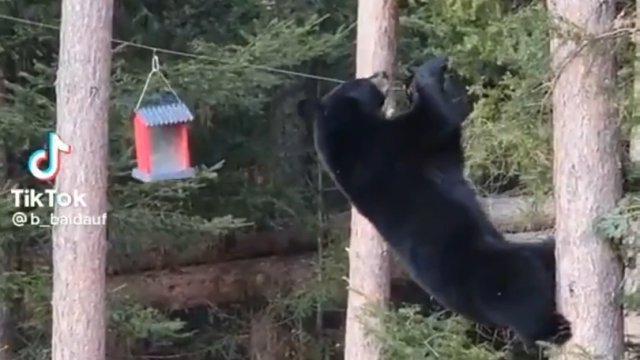 Niedźwiedź robi wszystko, aby dostać się do karmnika