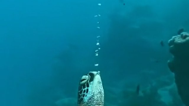 Żółw robi bąbelki pod wodą