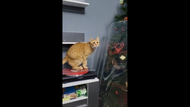 Kot nie rozumie, jak właściciele mogli mu to zrobić