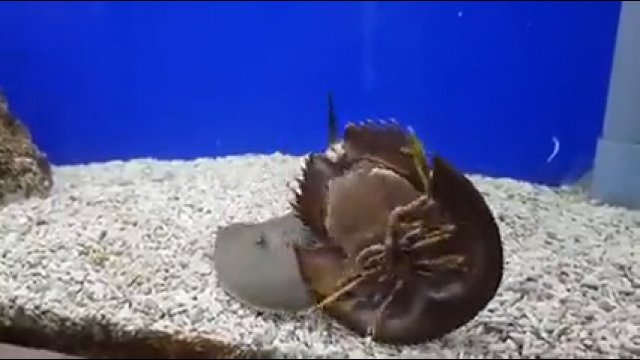 Krab podkowy przewraca innego kraba