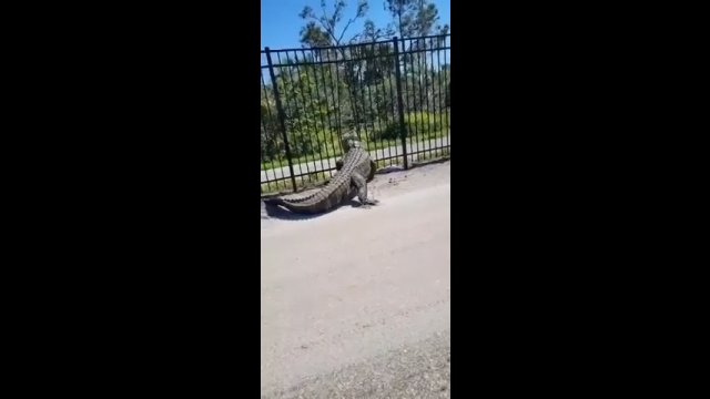 Aligator bez problemu wygiął ogrodzenie, aby przejść na drugą stronę