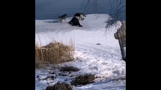 Ratowanie psa z zamarzniętego jeziora