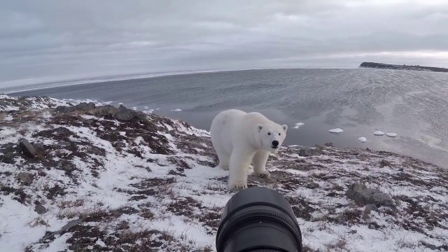 Fotograf przyrody robi bliskie zdjęcia niedźwiedziowi